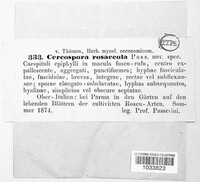 Rosisphaerella rosicola image